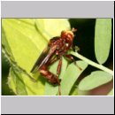 Sicus ferrugineus - Gemeine Breitstirnblasenkopffliege 11.jpg